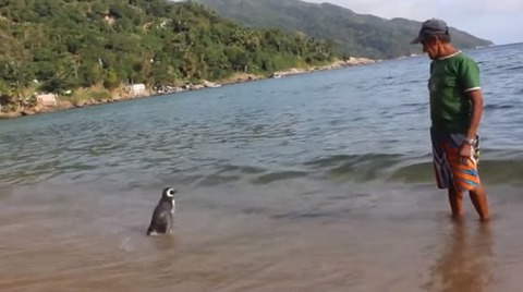 Il pinguino che nuota 5mila miglia ogni anno per raggiungere l'uomo che lo ha salvato (Rio de Janeiro Università Federale)