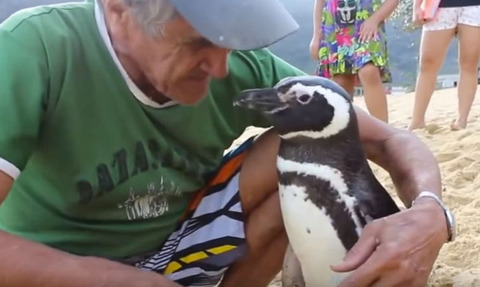 Il pinguino che nuota 5mila miglia ogni anno per raggiungere l'uomo che lo ha salvato (Rio de Janeiro Università Federale)