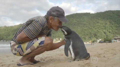Il pinguino che nuota 5mila miglia ogni anno per raggiungere l'uomo che lo ha salvato (Tv Globo)